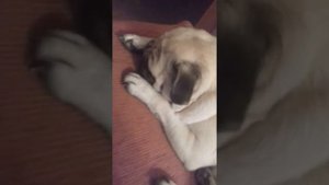Как спят мои мопсы