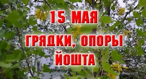 15 мая. Грядки, опоры, йошта