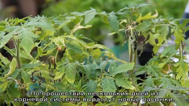 Подмерзла рассада помидор что делать