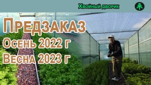 Сеянцы хвойных растений,наличие на сезон осень 2022 г-весна 2023 г