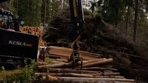 ВАЛКА И РУБКА ЛЕСА. Спецтехника в деле!