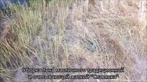 Уборка льна масличного традиционной и очесывающей жаткой