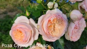 Лучшие ЧАЙНО-ГИБРИДНЫЕ розы. ТОП 8. Сезон 2022