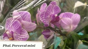 Любуясь орхидеями ? Обзор орхидей. Ашан ( 7 июля 2021г.)