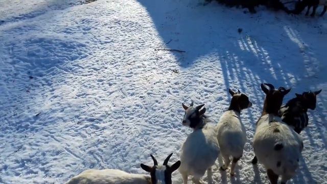 Прогулка по Ровенскому зоопарку! смотреть онлайн