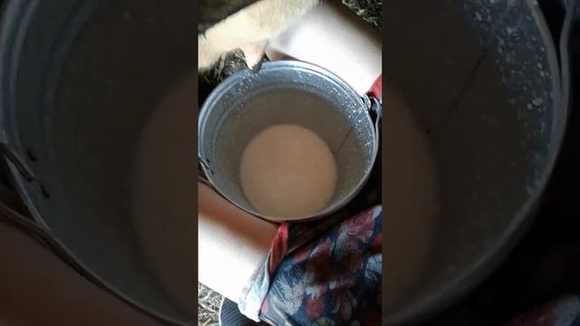 Как я дою мою корову Ночку. смотреть онлайн