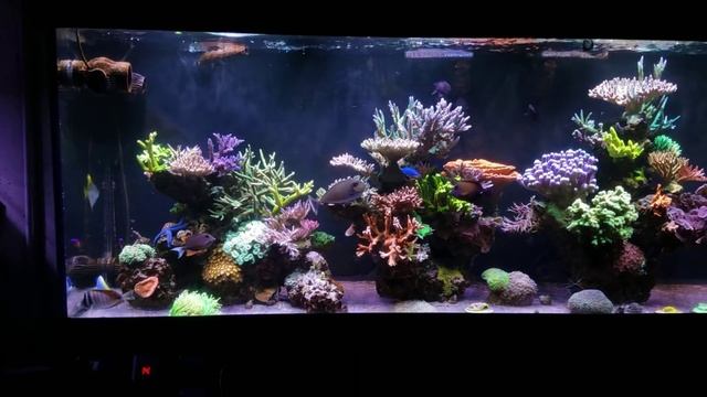 300 Gallon Update | How I Beat Dinoflagellates Naturally смотреть онлайн