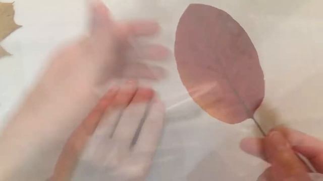 Ламинирование гербария без ламинатора смотреть онлайн