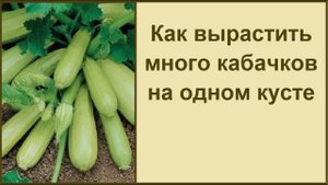 КАК ВЫРАСТИТЬ МНОГО КАБАЧКОВ НА ОДНОМ КУСТЕ