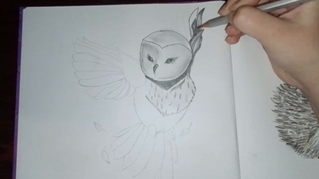 Как нарисовать сову карандашом. смотреть онлайн