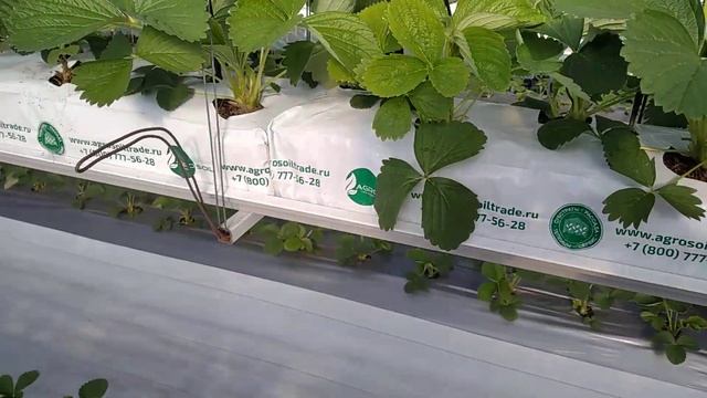 Клубника сорт Мурано или не Мурано? Продолжение сериала про рассаду клубники Серия 2! смотреть онлайн