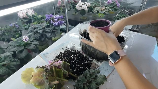 Желтеют листья на фиалки. Как помочь фиалки? Пересадка фиалки в новый грунт с сохранением корневой. смотреть онлайн