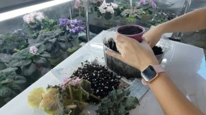 Желтеют листья на фиалки. Как помочь фиалки? Пересадка фиалки в новый грунт с сохранением корневой.