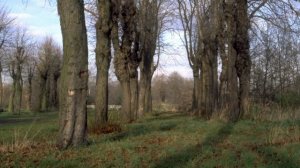 "Гимн весне" (Коренблит - Баратынский). "Экология русского языка. Синтез слова и музыки"