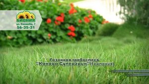 Газонная трава Canada SuperGreen