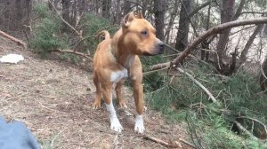 Вот так лает Питбуль