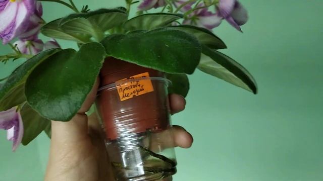 Огляд химерного сорту ЦМ-Радость Простых Мелодий смотреть онлайн