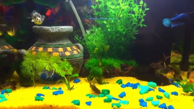 Мой Аквариум на 20 литров смотреть онлайн