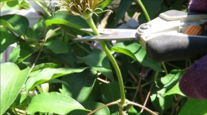 Deadheading Type 2 Clematis Vines