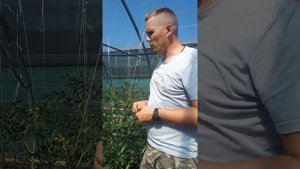 Установка арочных кистедержателей на томат в пленочной теплице