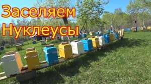 Заселяем Нуклеусы для облёта маток. Проверяем приём в воспиталках