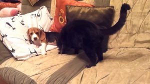 Бигль донимает кота