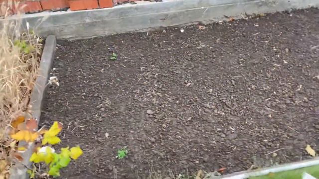 Сарымсақ егу. Қыстық сарымсақ егеміз. смотреть онлайн