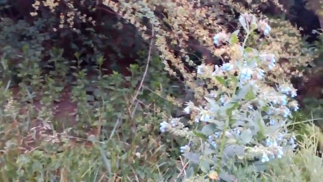 Yellow flowers, жёлтые цветы, кустарник. смотреть онлайн