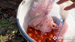 Как посадить тюльпаны осенью. Чем обработать луковицы тюльпанов