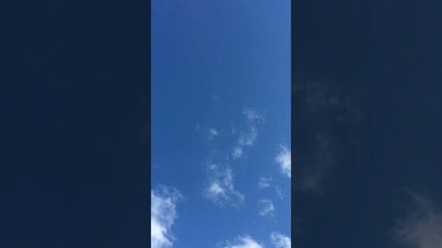Пермские высоколетные голуби (гривуны)любители полетать