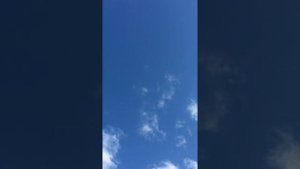 Пермские высоколетные голуби (гривуны)любители полетать