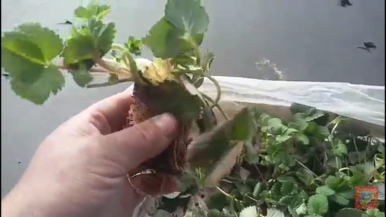 Как увеличить плантацию клубники, малым объемом саженцев! смотреть онлайн