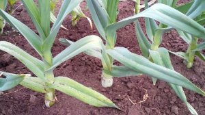 Чеснок рокамболь