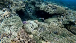 Коралловый риф бухты Nabq Bay 2020 / Charmillion Club Resort 5* / Egypt / Sharm el Sheikh