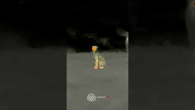 Тепловизионный прицел Saim SCL 35W смотреть онлайн