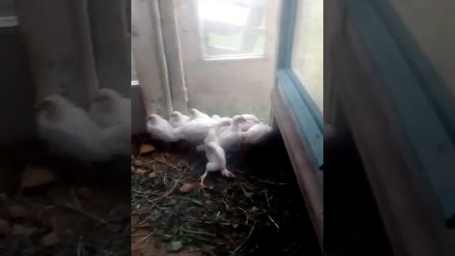 Цыплята Леггорн - скорость роста. смотреть онлайн