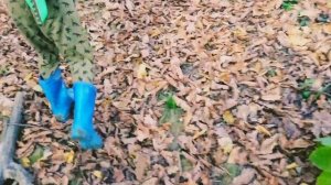 Путешествие в Сказочный лес. Мостовский район станица Бесленеевская.