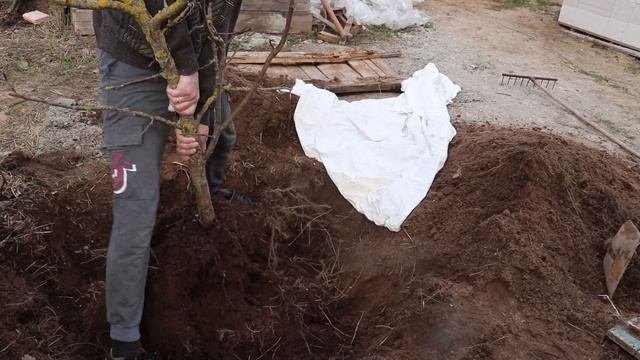 Пересадка взрослой яблони. Друг Детства ?