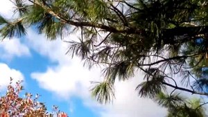 Семена подорожника вполне созрели  Собираем новым методом