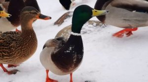 Семья Колесниковых/Стрим от Максима.