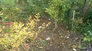 Сентябринки, очитки очень осенние цветы моего сада