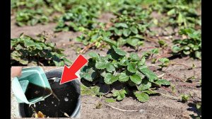 Эта весенняя подкормка для клубники просто бомба роста! Каким навозом подкормить клубнику весной?