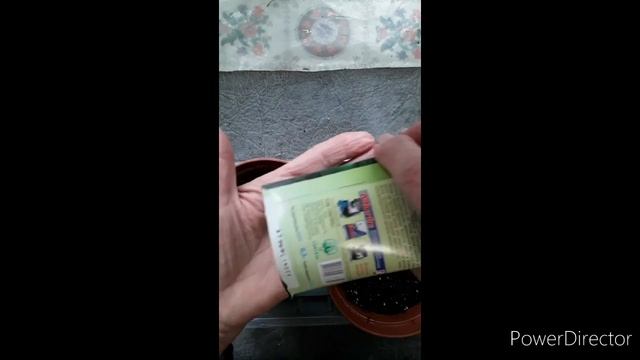 Посев семян базилика букетная методом. Sowing basil seeds for seedings using the bouquet method. смотреть онлайн