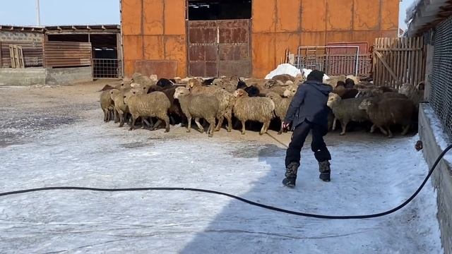 Қой байлап 1,000,000 тап. Қой бордақылау пайдалы ма?