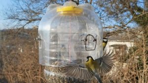 Кормушка для синиц из 10 л банки - 2