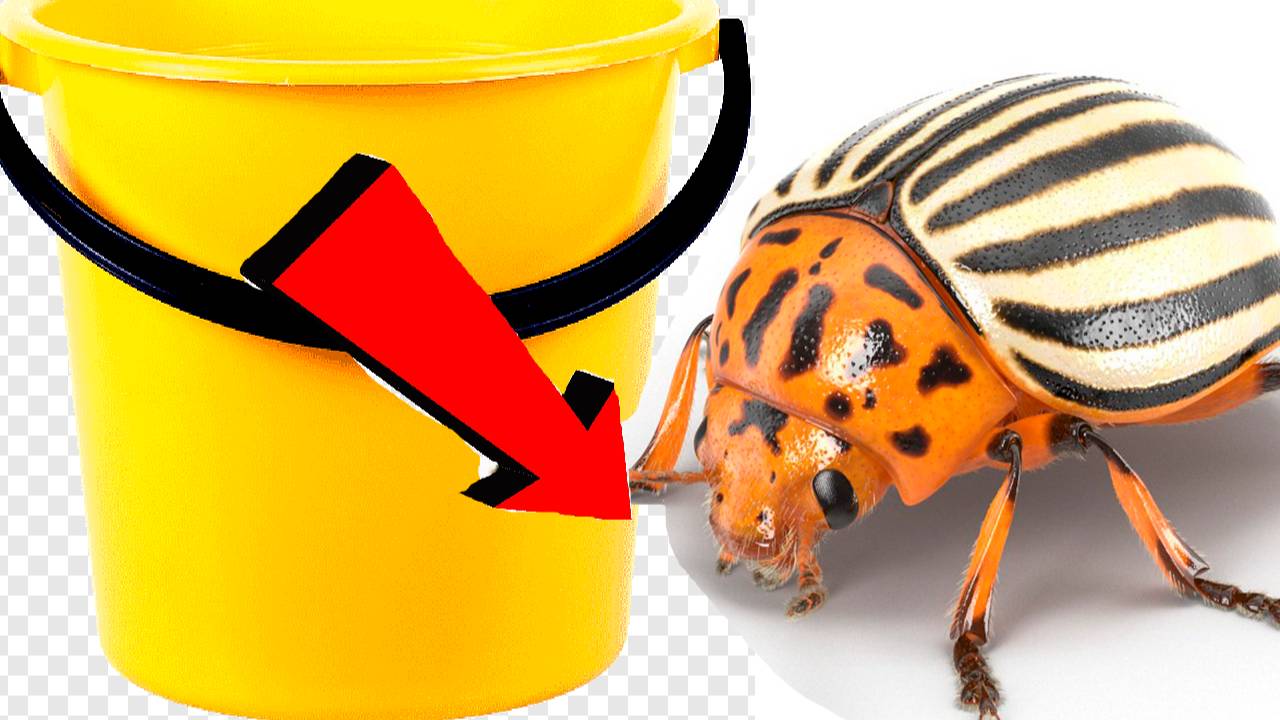 Как быстро избавиться от колорадского жука за 3 минуты!!!. смотреть онлайн