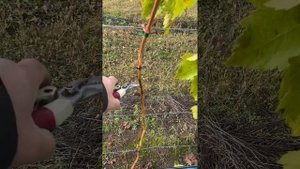 Обрезка двух летнего куста Винограда?. Виноград в Татарстане! Обрезка винограда легко и просто!