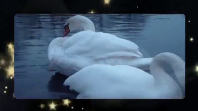 "Белые лебеди" смотреть онлайн