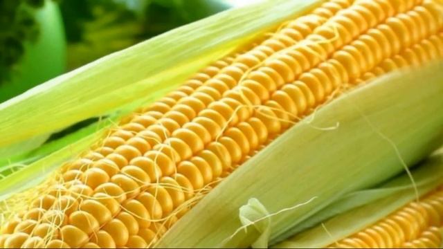Как хранить кукурузу зимой в початках в домашних условиях