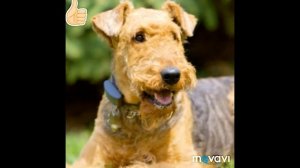 Порода собак Эрдельтерьер. Все о породе эрдельтерьер. Мой пёс Дар.